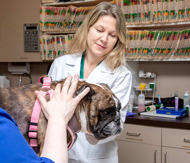 Dermatology | Arkansas Veterinary Specialists & Emergency | Little Rock, Arkansas Veterinary Dermatology