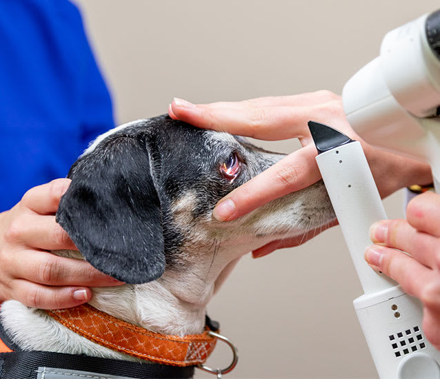 Ophthalmology Services | Arkansas Veterinary Specialists & Emergency | Little Rock, Arkansas Veterinary Ophthalmologist